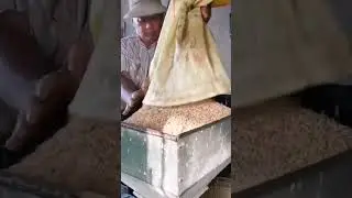 Wheat Processing to Flour 🌾 | #Wheat #Flour