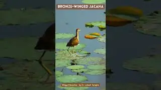bronze-winged jacana | metopidius indicus