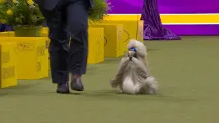 Comet the Shih Tzu wins the Toy Group | Westminster Kennel Club