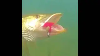 When A Big Fish Caught In A Huk Under The Water.  #hukfishing #bighookfishing #fishing #bigfish