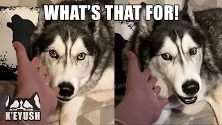 Grumpy Husky SMACKS My Hand When Hold it Out To Him!