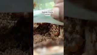 Cek kondisi lebah trigona setelah 2 bulan panen #lomboknganggur