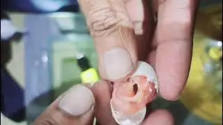 Egg se Bacha kasey nikalna hay || Sheikh Faheem||Artificial Incubation Chapter 6