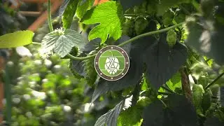 Male and Female Hop Plants - Zachrich Hopyard/Talking Beer Behind The Brew 6.10.20