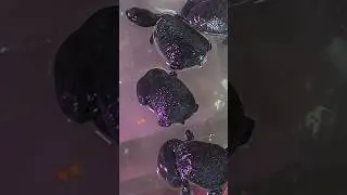 Snake Neck Turtle | One of the Rarest Turtles in the World #reptiles #animallover