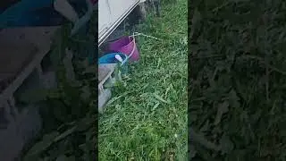 Daddy cutting grass