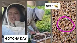 GOTCHA DAY : our bees : Flintstone bees 🐝