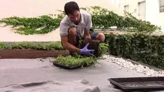 Instalaci&oacute;n de un techo verde extensivo con tepes