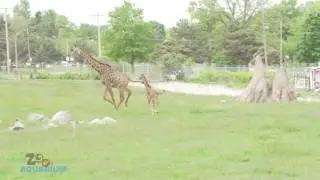 Kipenzi's 1st Day out! - Giraffe Running