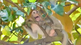 Monkey Emilo cries loudly on the tree want milk Mama Emila doesn't take care him make he so sadly
