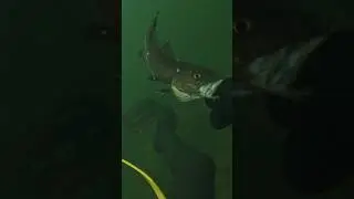 🐟 First cod this season +4C #spearfishing #triton #cod #fish #diving #latvia #salvimar #balticsea