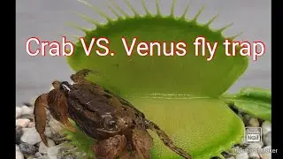 Venus fly trap eats a crab