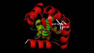Troponin C and the Troponin Complex