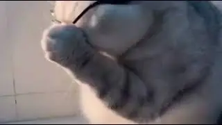 The dassing cat