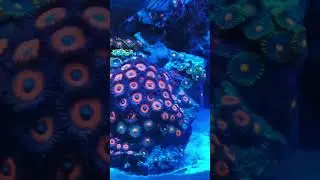 Check out this Goniopora garden and Zoa garden#coral #trending #fishtank #viralvideo #fish