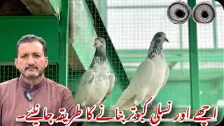 Ustad Asad Butt Ki Zybani Acha Aur Nasali Kabooter Making karna Tarika 🔥❤️