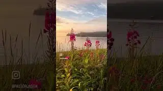 Fireweed on Beaches | Longing for Summer on Hesketh Island, Alaska