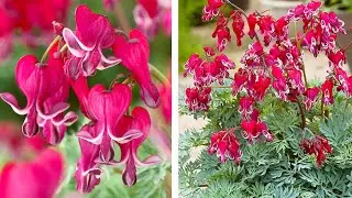How to Plant Dicentra: Spring/Summer Guide
