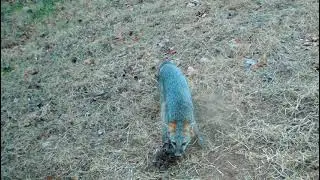 grey fox trapping