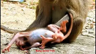 Fails Again And Again !! Poor Baby Devid Fails As He Is Trying To Walk But Devid  Seem Powerless