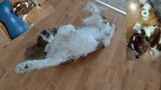 Funny Moments with a Springer Spaniel