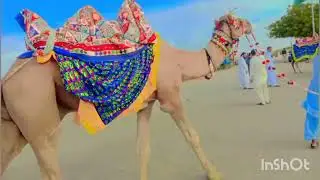Meethi gaddi bed tharparkar ki song💞💞💞#animals #camel #goat #funny #cute #😊💚❤️