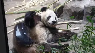[4K] 返還間近😢本日(1/22)のシャオシャオ＆レイレイ🐼🐼😀 / Ueno Pandas / 上野パンダファミリー