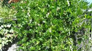 Apios, hopniss, groundnut -- it's not about the name, it's about the flavor!