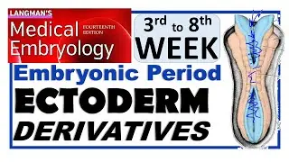 Langman Chapter#6(Part-I) | ECTODERM Derivatives | Embryonic Period (3rd to 8th Wk)|Dr Asif Lectures