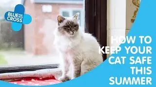 How To Keep Your Cat Safe This Summer | Blue Cross Pet Advice