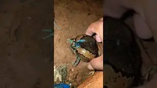 Большие лягушки 🐸🐸🐸😂😧
