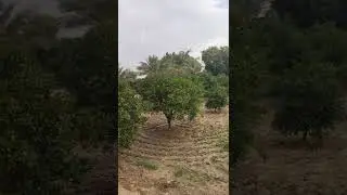 khajor #khajor #shortvideo #shortsfeed