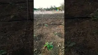 #trendingshorts #nature #lover #vegetableproduction #agriculture farming #naturecloseup