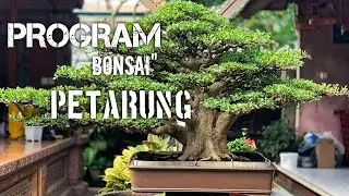 KOLEKSI BONSAI FICUS || programan bonsai petarung ||  kolektor  OKA SUNARYA bali #bonsaiindonesia