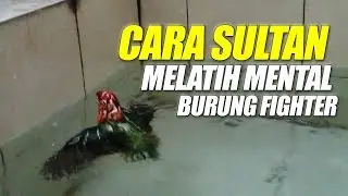 AJAK RENANG !! Begini Cara SULTAN Cetak Juara LOVEBIRD Seperti KUSUMO