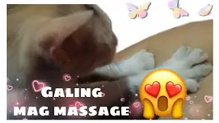 Cat  Skills is Masage
