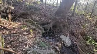 A spring in the forest