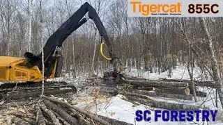 Tigercat 855C Harvester With LogMax 7000 in Hardwood