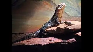 IGUANE D'&Uacute;TILA - ctenosaura bakeri