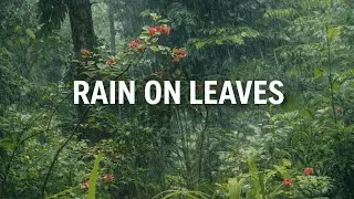 Rain on Leaves & Thunder (1 Hour) | Deep Sleep Forest Rain Sounds | No Talking