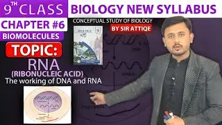 RNA | Working of DNA and RNA | Transcription and Translation | Biology 9th class new syllabus 