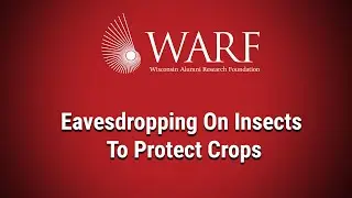 Eavesdropping on Insects to Protect Crops: 2023 WARF Innovation Awards Nominee