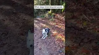 @transformationthrutrust It's not what you say-it's how the words feel #dog #petlover 👍