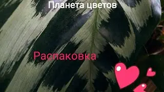 Хелен Кеннеди у меня