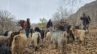 The Challenge of Nomadic Life in the Rain | Grazing Goats and Collecting Firewood in the Mountains