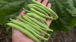 #2) Top 5 Vegetable Plants to grow in the month of JUNE