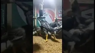 Thai aseel chicks for sale New stock #thai #forsale