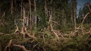 bear contact