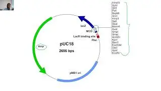 TYPES OF VECTORS-Plasmid, pUC18, pBR322 & Bacteriophage