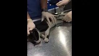 Rescue the life of stray cat who got injury by accident #shorts #short #rescuecat #cats #animals